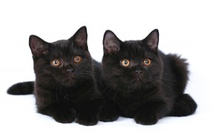 Черный британец фото. Черный британский котенок. Британские котята черного окраса.  